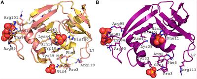 Exploring the RNase A scaffold to combine catalytic and antimicrobial activities. Structural characterization of RNase 3/1 chimeras